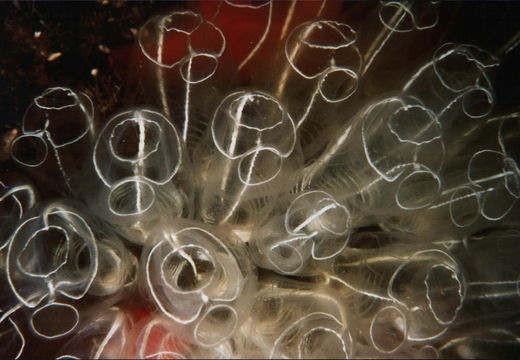 Image of Light bulb tunicate