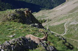 Image of Alpine Ibex