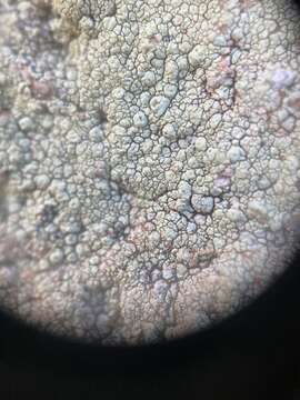 Imagem de Pertusaria flavicunda Tuck.