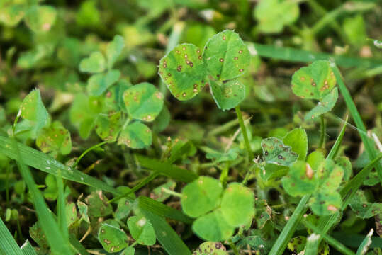 Pseudopeziza trifolii (Biv.) Fuckel 1870 resmi