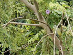 Image of Grey-fronted Green Pigeon