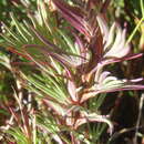 Image of Cliffortia nivenioides A. C. Fellingham