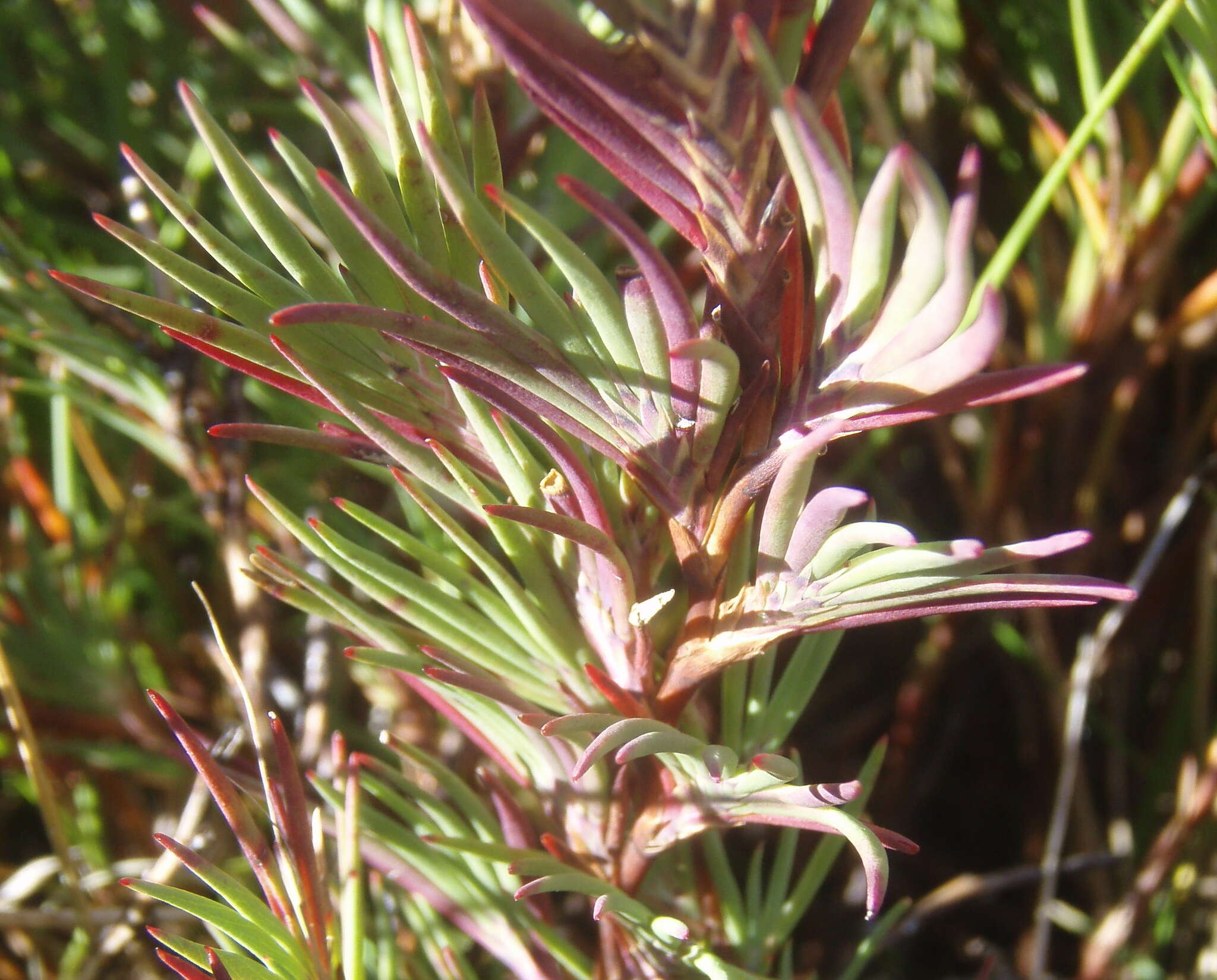 Image of Cliffortia nivenioides A. C. Fellingham