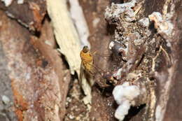 Image of Chrysopilus laetus Zetterstedt 1842