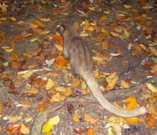 Image of Golden Dry-Zone Palm Civet