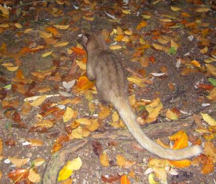 Image of Golden Dry-Zone Palm Civet