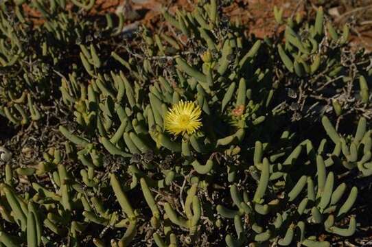 Imagem de Leipoldtia frutescens (L. Bol.) H. E. K. Hartm.