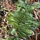 Слика од Lomariocycas schomburgkii (Kl.) Gasper & A. R. Sm.