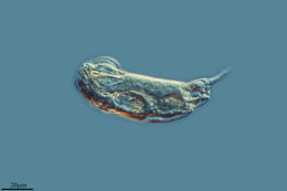 Imagem de <i>Cephalodella catellina</i> (Müller 1786)