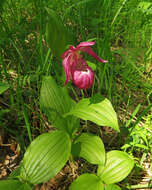 Image of Cypripedium ventricosum Sw.