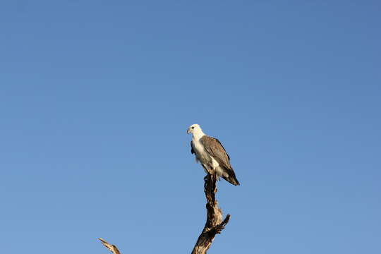 Image of White-bellied Sea Eagle