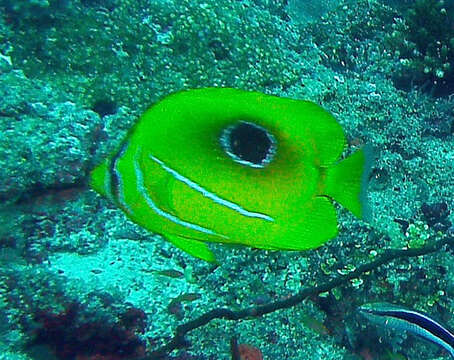 Image of Archer Butterflyfish