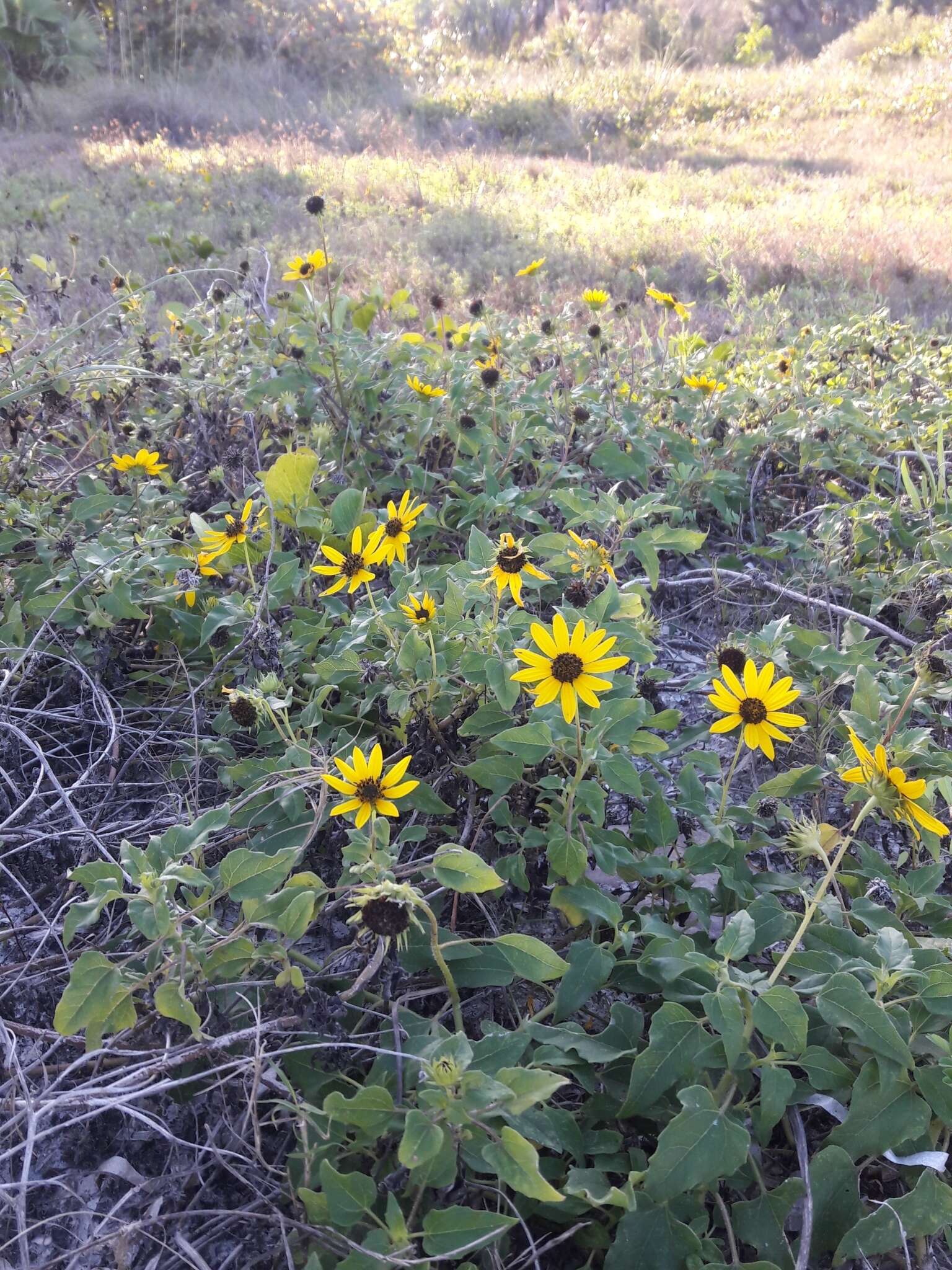 Image of cucumberleaf sunflower