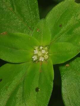 Image de Mitracarpus breviflorus A. Gray