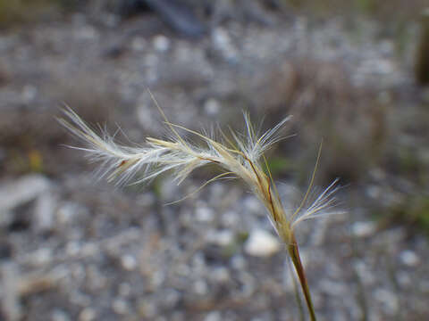 Imagem de Schizachyrium gracile (Spreng.) Nash