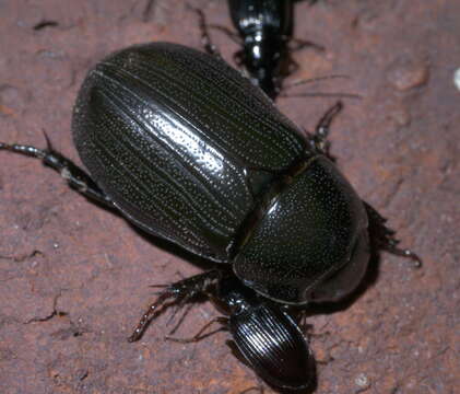 Image of Rice Beetle