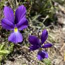 Sivun Viola corsica subsp. ilvensis (W. Becker) Merxm. kuva