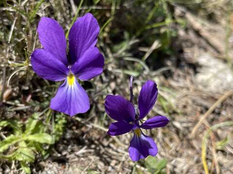 Imagem de Viola corsica subsp. ilvensis (W. Becker) Merxm.