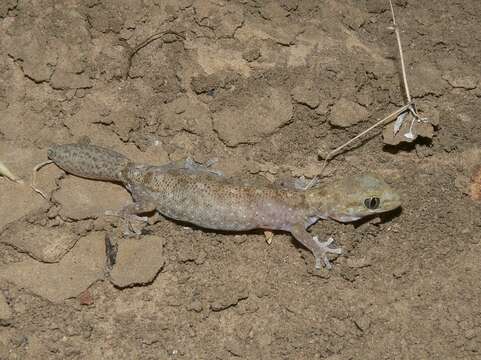 Image of Tesselated Gecko