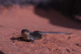 Image of Cyclodomorphus melanops (Stirling & Zietz 1893)