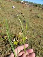 Sisyrinchium nashii E. P. Bicknell的圖片