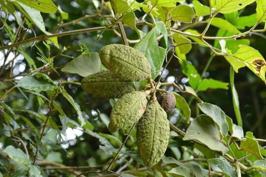 Imagem de Amphilophium paniculatum (L.) Kunth