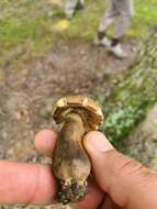 Sivun Tylopilus rhodoconius (Singer) T. J. Baroni, Both & Bessette 1998 kuva