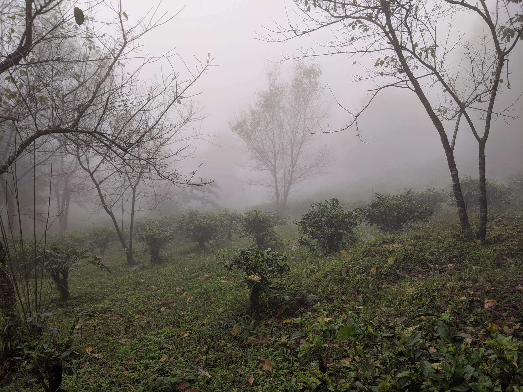 Imagem de Camellia sinensis var. assamica (Masters) Kitamura