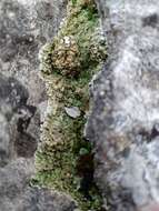 Image of rim lichen