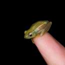 Image of Benguella Long Reed Frog