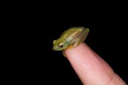 Image of Benguella Long Reed Frog
