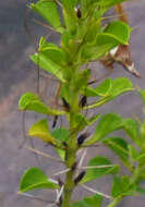 Barleria rotundifolia Oberm.的圖片