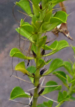 Imagem de Barleria rotundifolia Oberm.