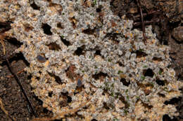 Image of Myrmecopterula nudihortorum