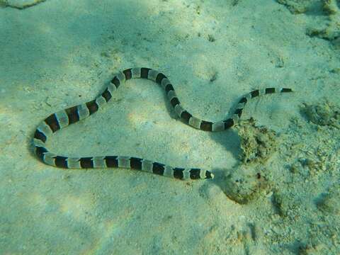 Image of Banded snake eel