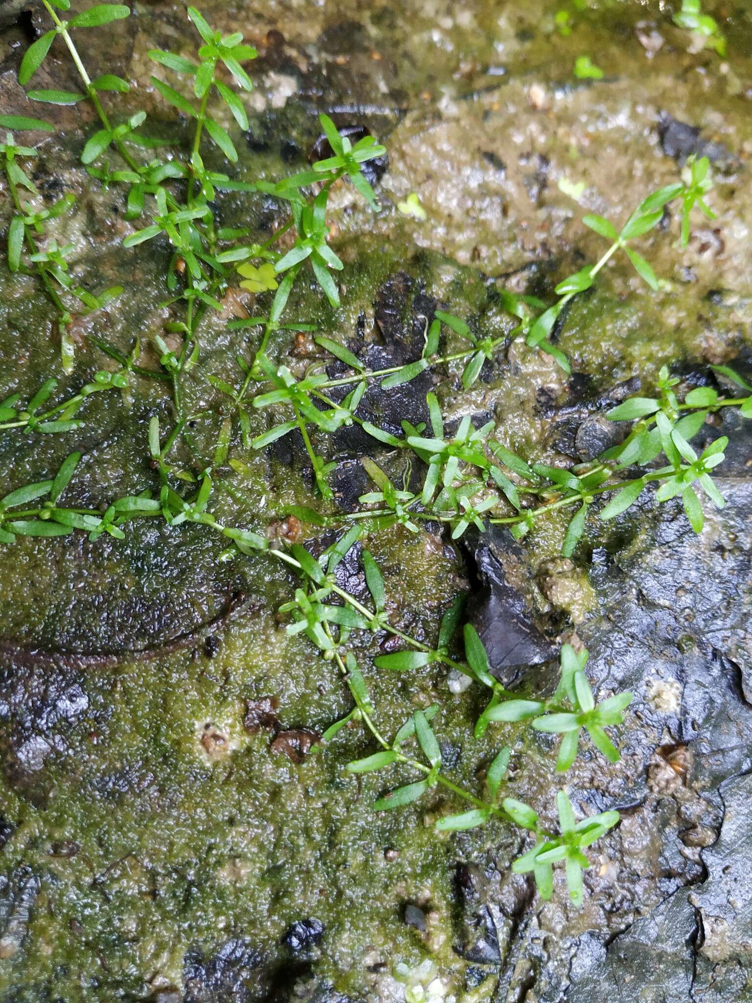 Image of Narrow-fruited Water-starwort