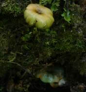 Image de Entoloma glaucoroseum E. Horak 2008