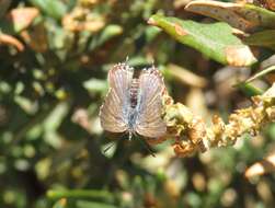 صورة Theclinesthes albocincta (Waterhouse 1903)