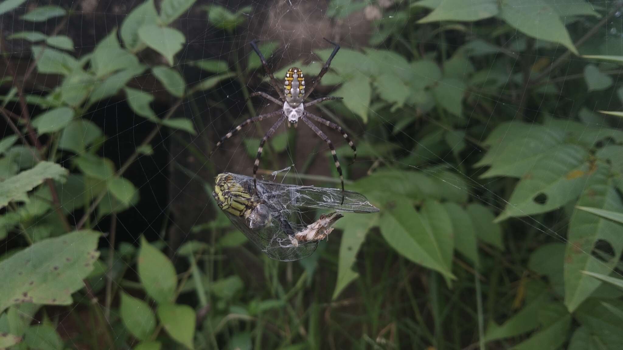 Image of Argiope catenulata (Doleschall 1859)