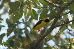 Image of Preuss's Golden-backed Weaver