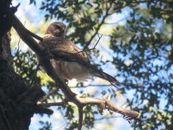 Imagem de Accipiter chilensis Philippi & Landbeck 1864