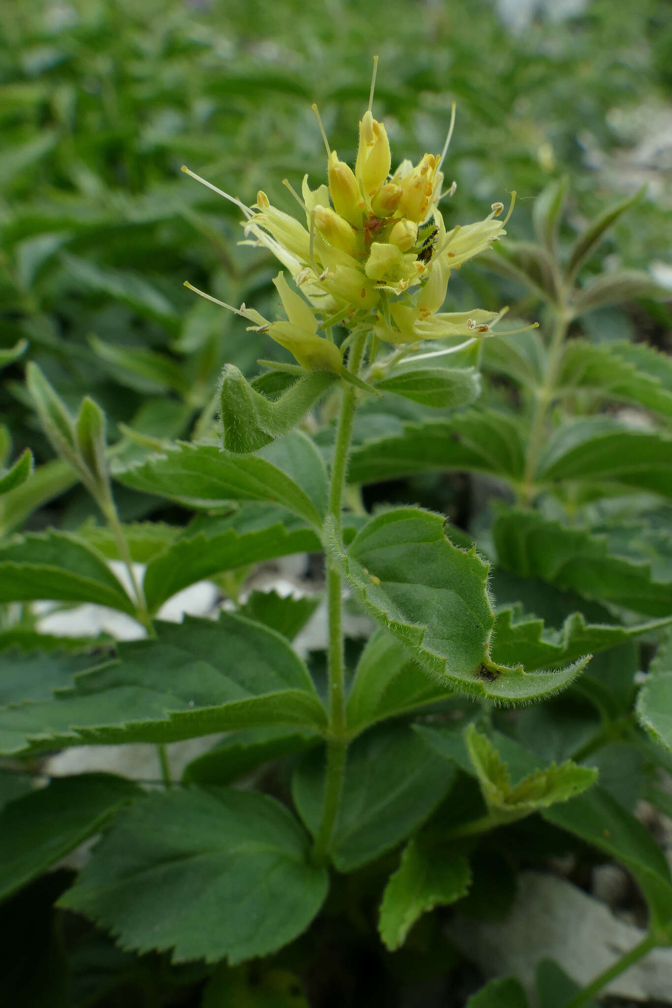 Imagem de Paederota lutea Scop.