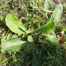 Imagem de Limonium alutaceum (Stev.) O. Kuntze