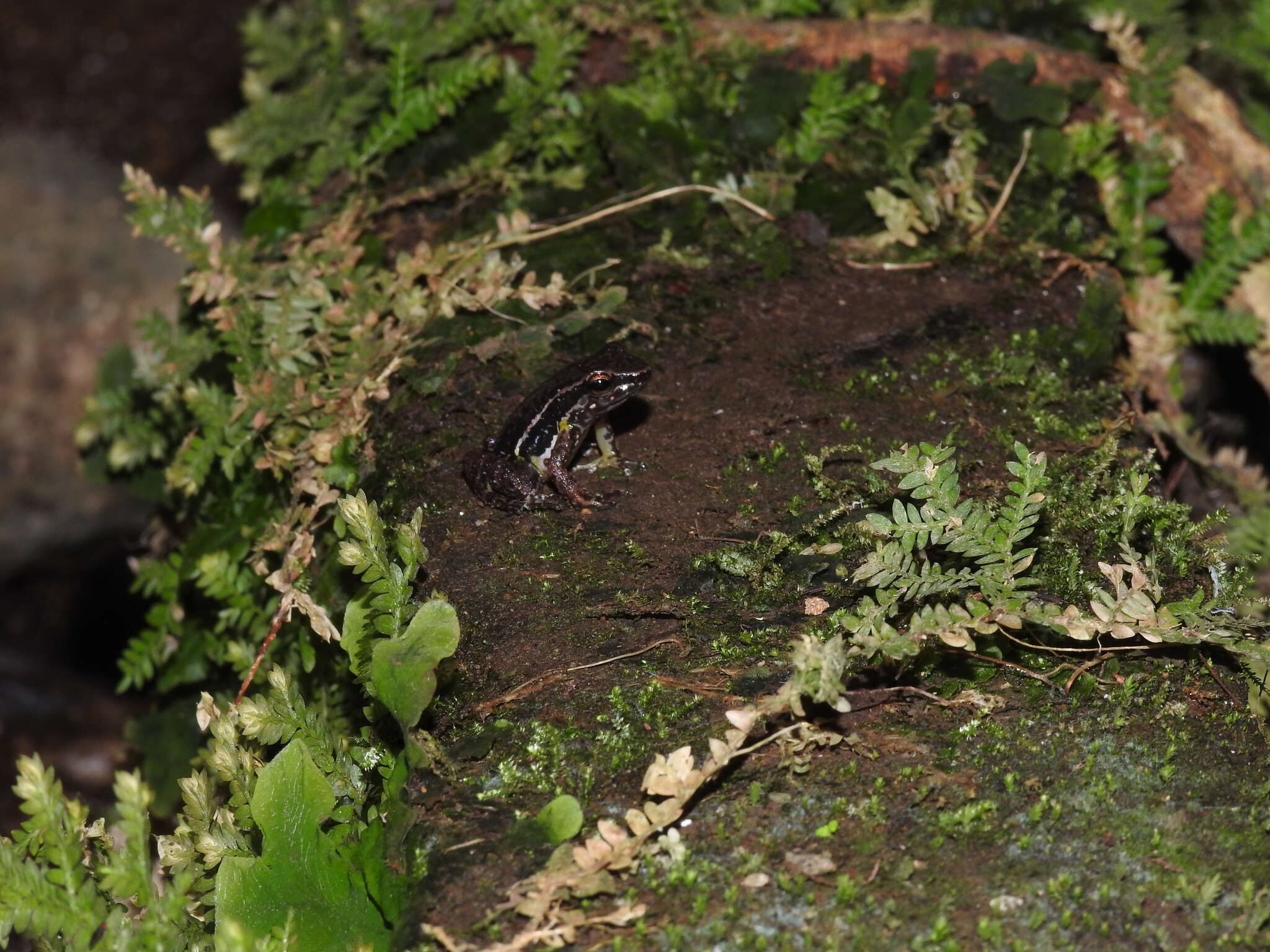 Image of Leucostethus brachistriatus (Rivero & Serna 1986)