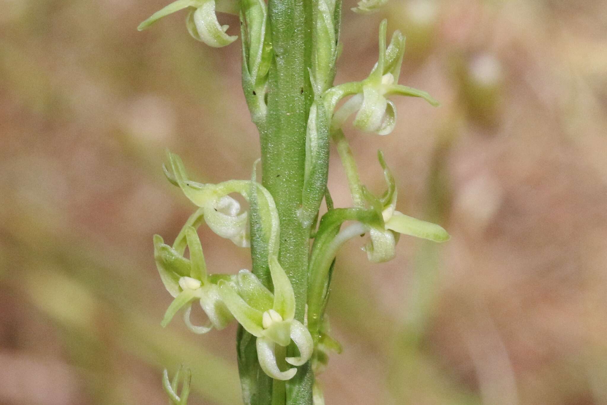 Image of Denseflower rein orchid