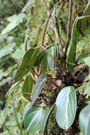 Image of spotted peperomia