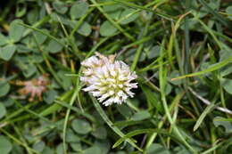 Image of strawberry clover