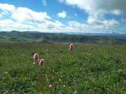 Image of Bistorta officinalis subsp. carnea (C. Koch) Sojak.