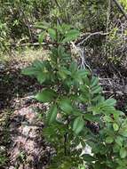 Image of dotted pricklyash