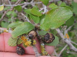 Image of Texan hogplum